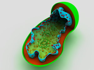 mitochondrion cells 3d 3ds