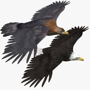 3d eagles american bald
