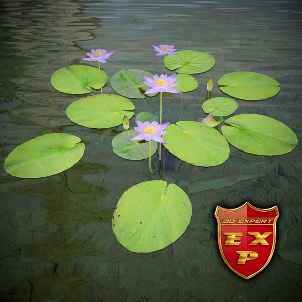 water lily nymphaea caerulea 3d max