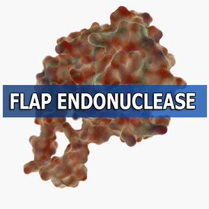 3d model flap endonuclease