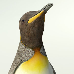 king penguin 3d model