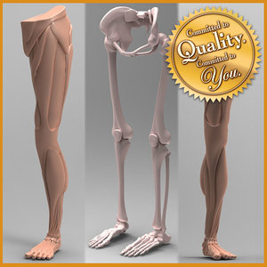 human leg anatomy combo 3d model