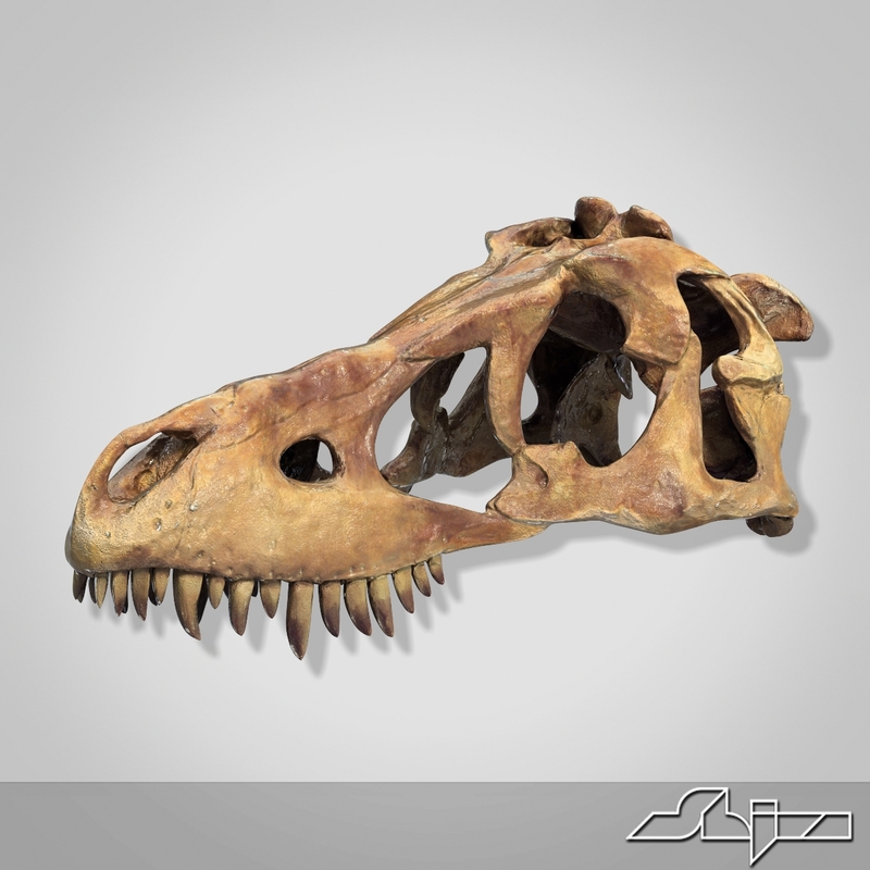 dino with hard skull