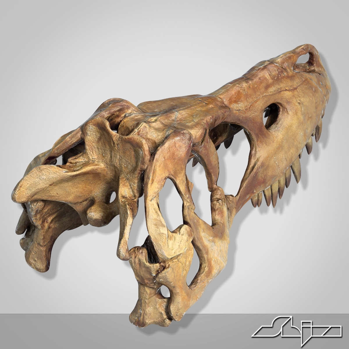 dino skull