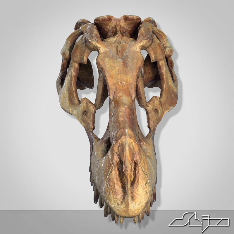 dino skull