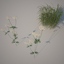 3d model plant weed grass