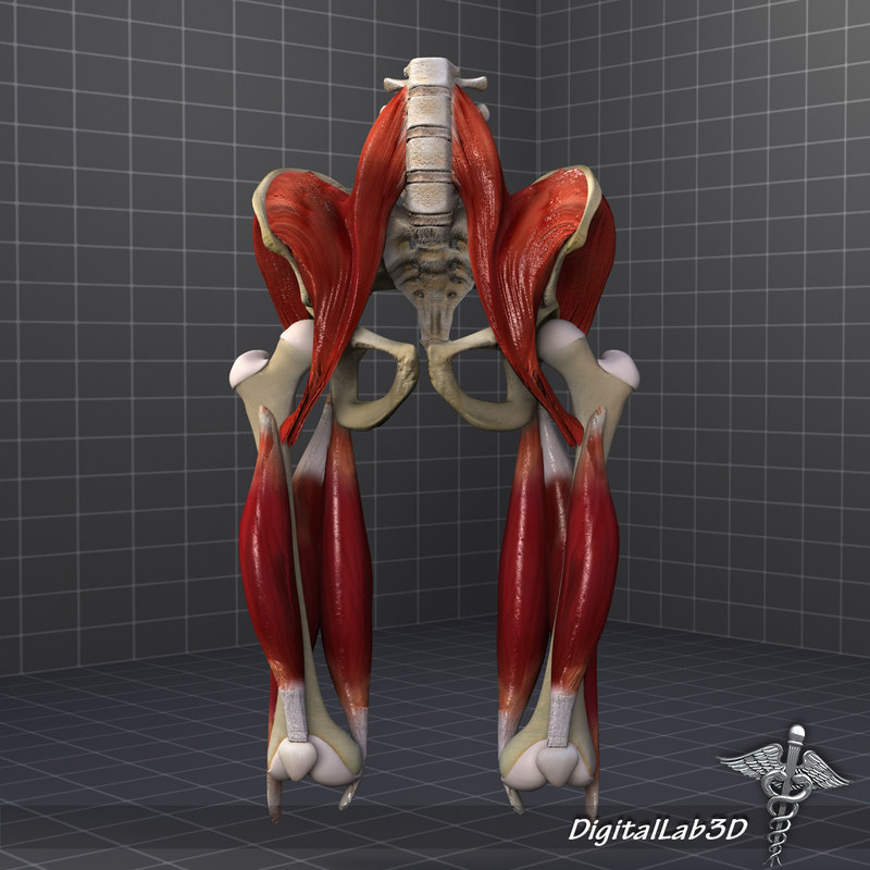 Human Muscle Group 11