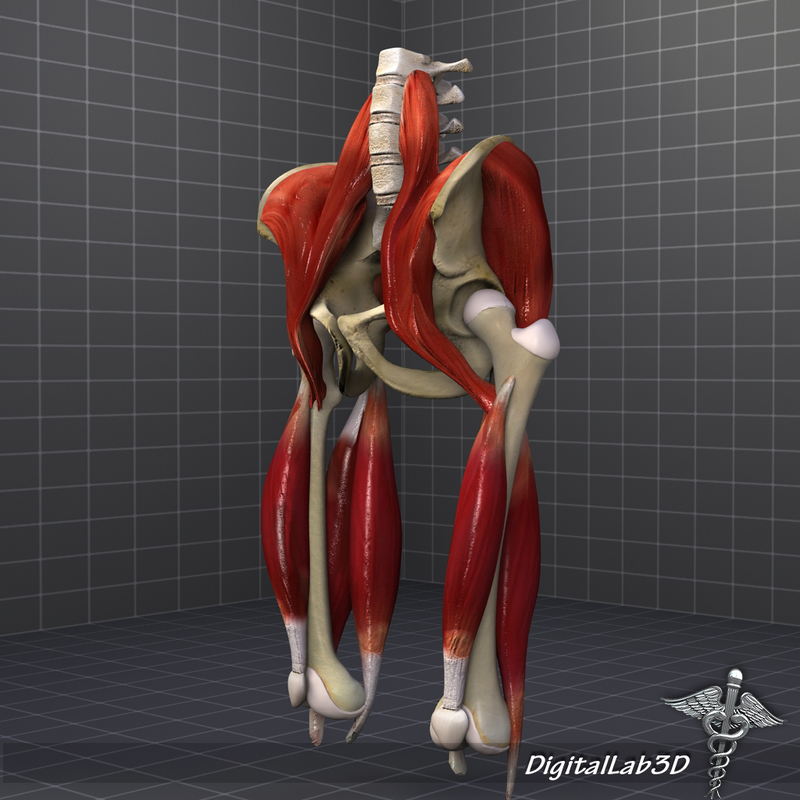 3d human pelvis muscle group