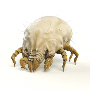3d dust mite model