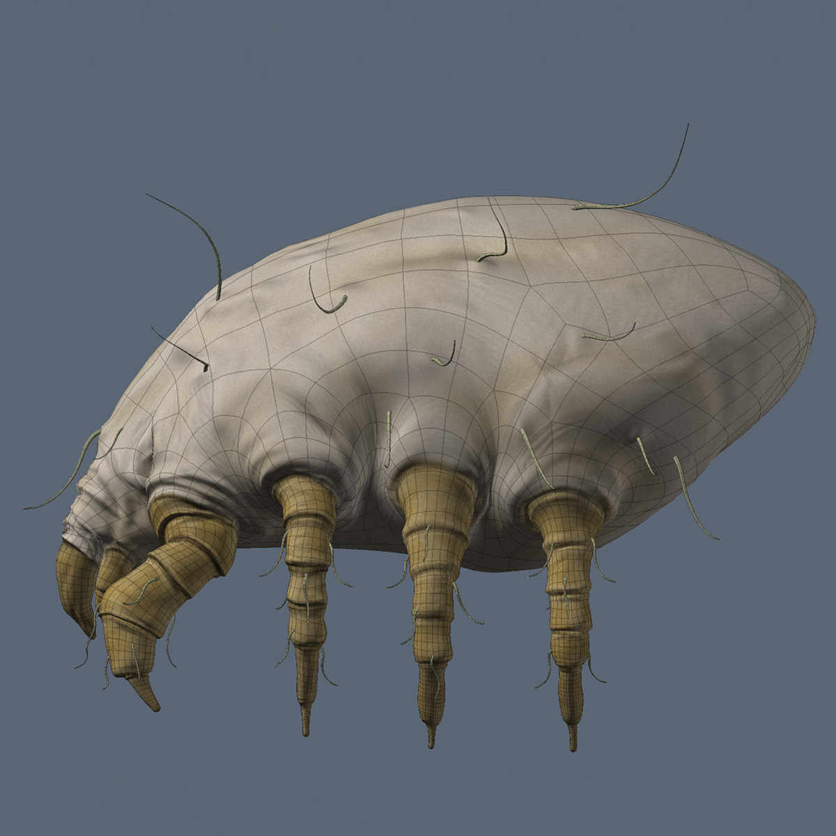 3d dust mite model
