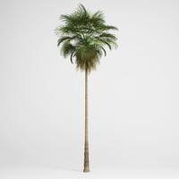 3d model mexican fan palm 10