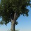 oak trees 3d obj