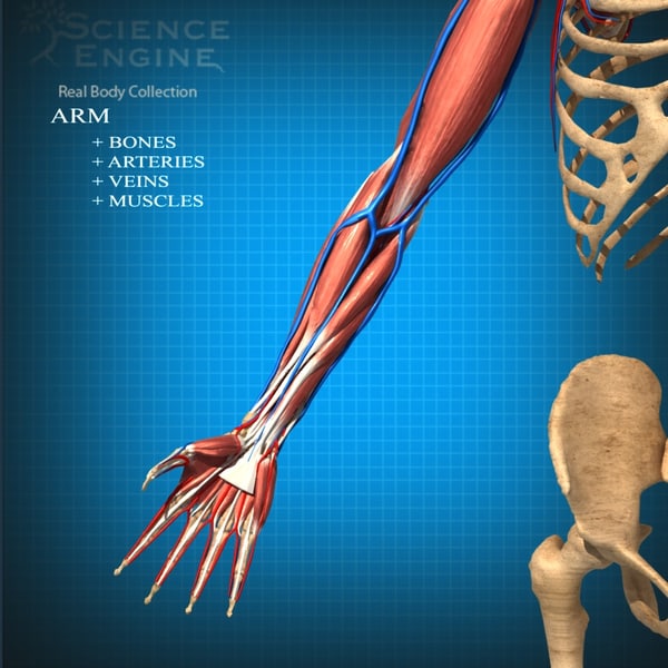 Anatomy Arteries - Veins 3d Model