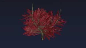 amur maple tree red blend