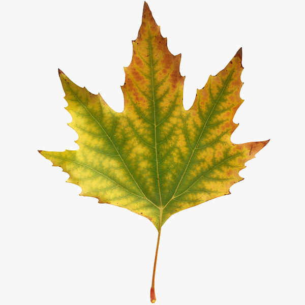 x realistic autumn maple leaf