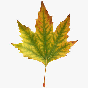 x realistic autumn maple leaf