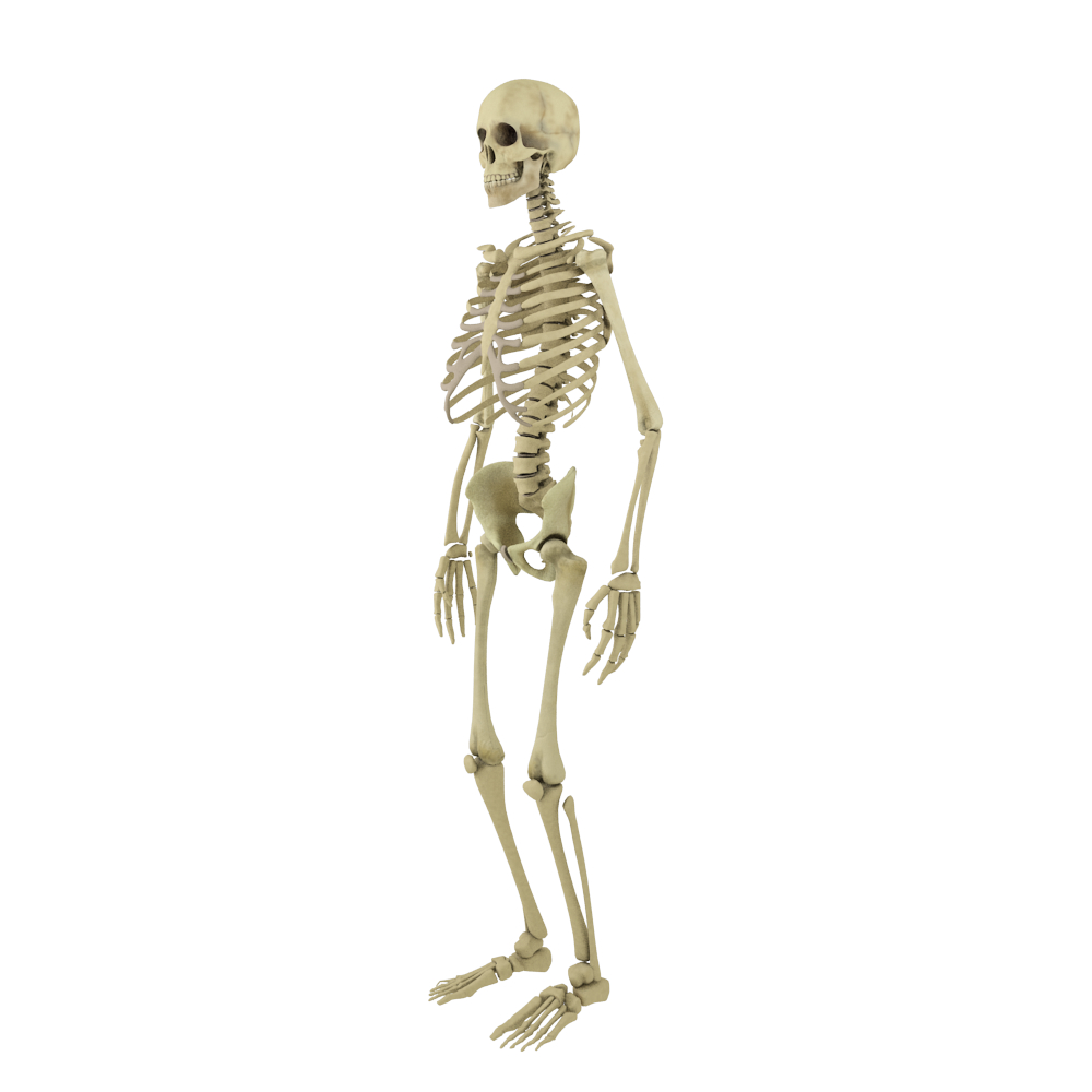 human skeleton cat rig x