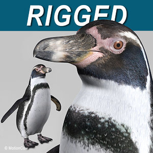 penguin humboldt max