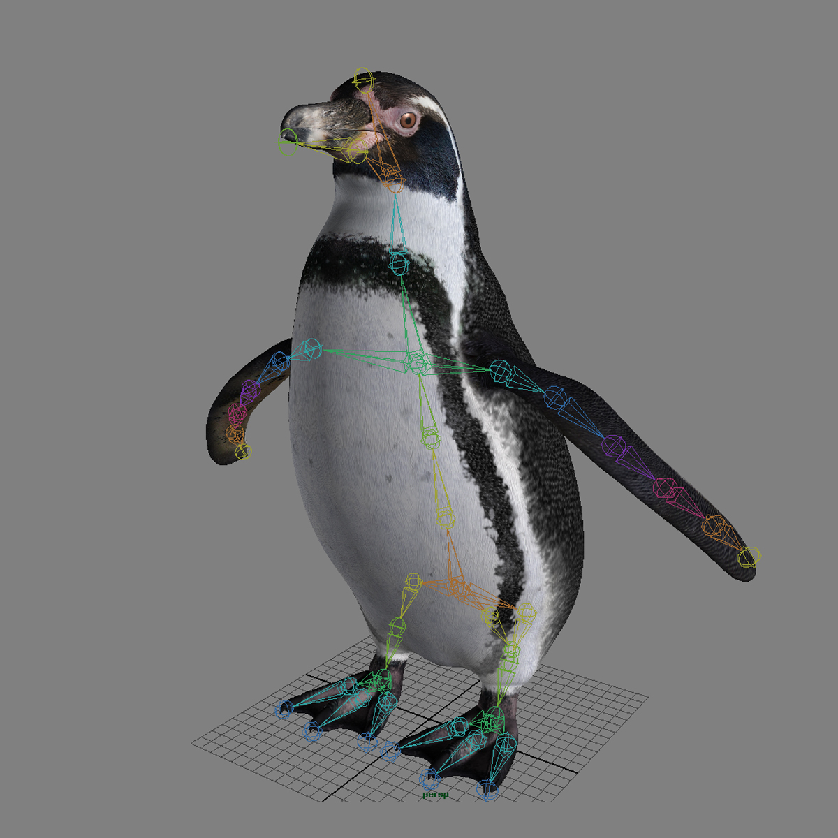 企鹅(洪堡)3d模型