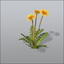 3d model wildflowers vol 1