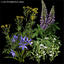 3d model wildflowers vol 1