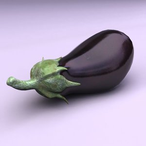 maya eggplant plant
