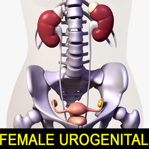 3d female body urogenital bones model