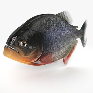 3d piranha fish piran piranya model
