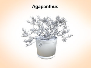 3d model agapanthus plant
