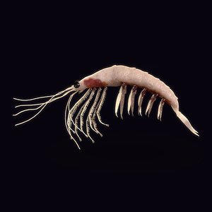3d model northern krill