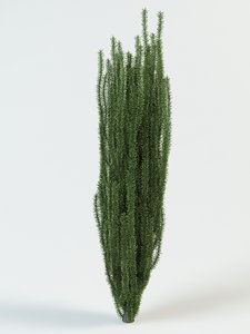3d yew taxus baccata model