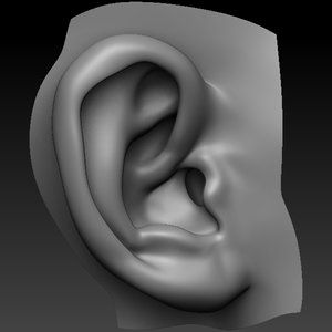 perfect ear 3d model