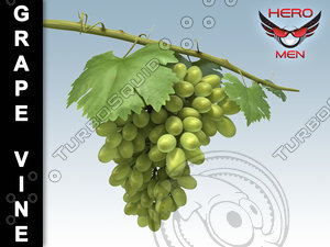 3d model grape vine