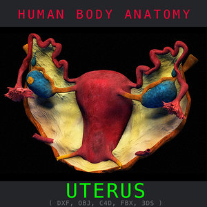 3ds max female reproductive organ uterus