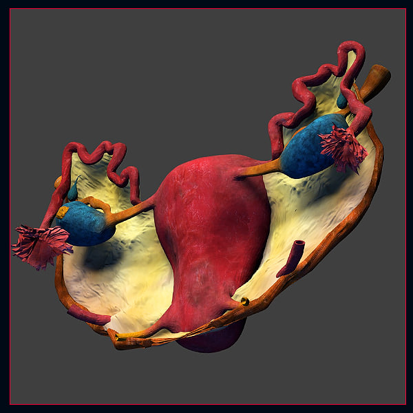 3ds max female reproductive organ uterus