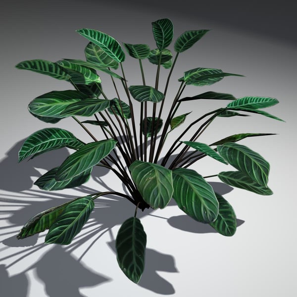 vollster模型植物calathea zebrina maya3d模型