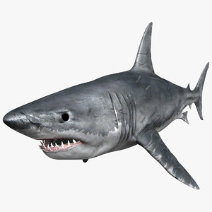 great white shark max