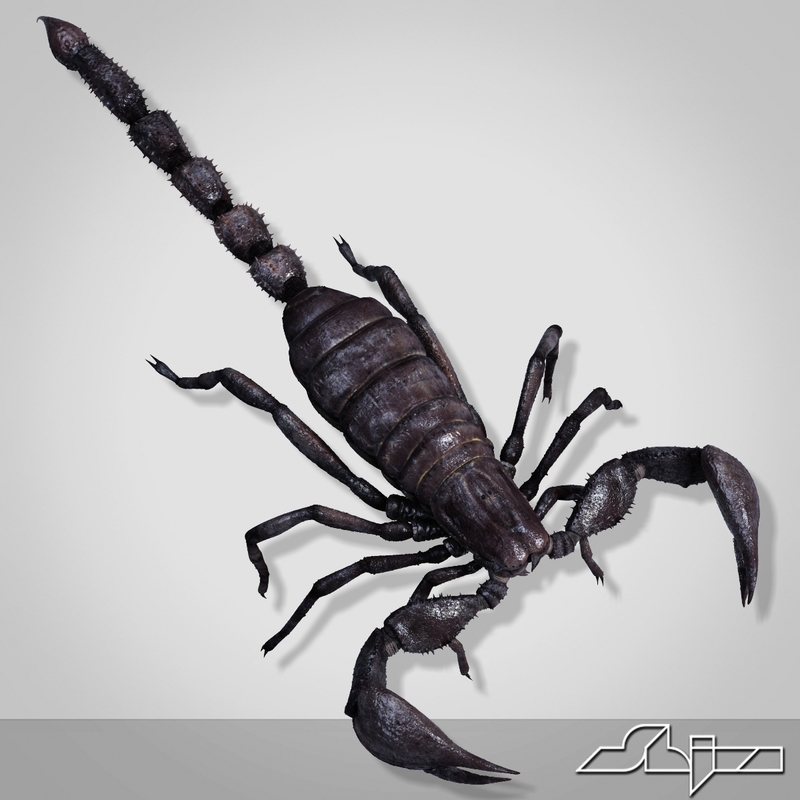 3d scorpion pandinus imperator