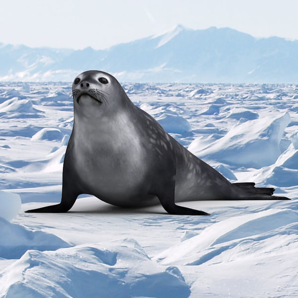 weddell seal plush