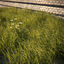 3d model ground cover 9