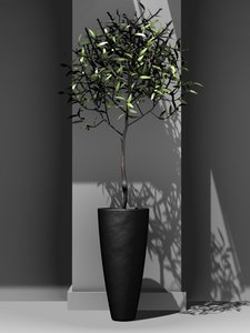 3ds ornamental olive tree
