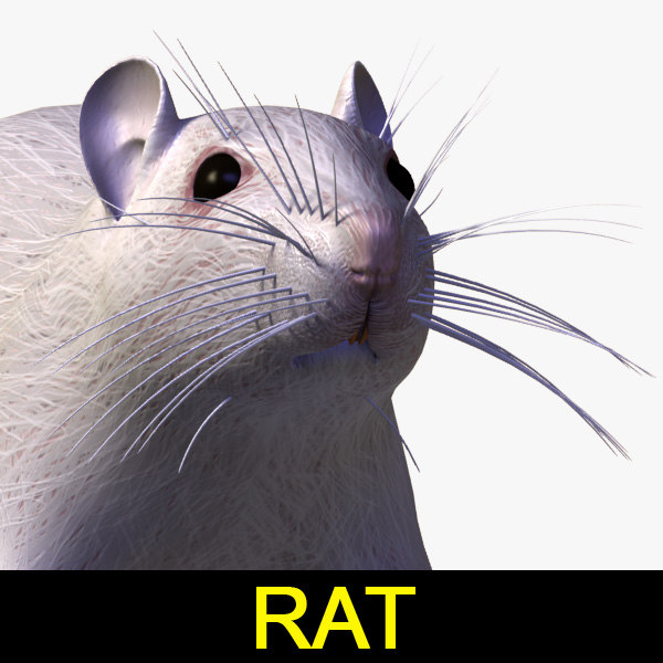 rat mouse animal 3d 3ds
