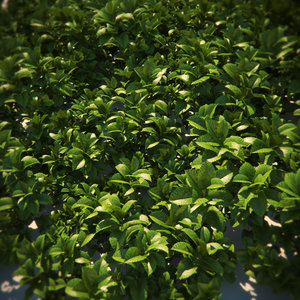 plant cover ground 3d model