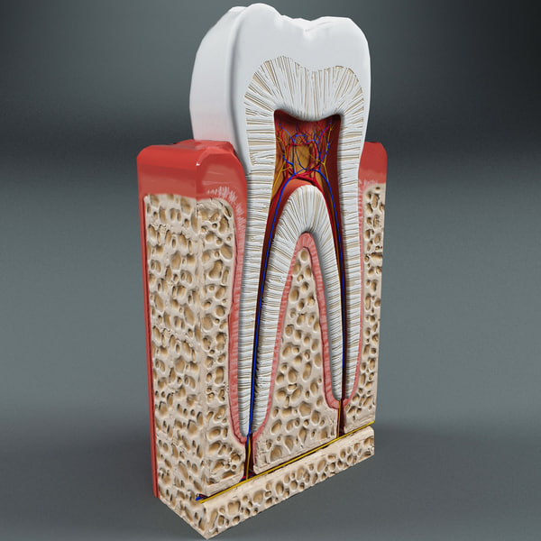 tooth anatomy 3d max