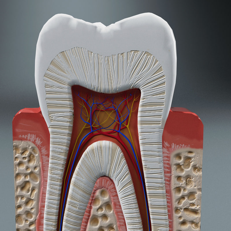 牙齿解剖学3d模型