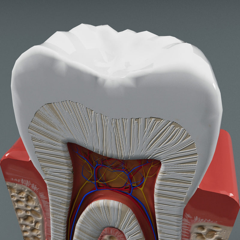 牙齿解剖学3d模型