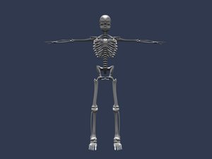 blend rigged skeleton