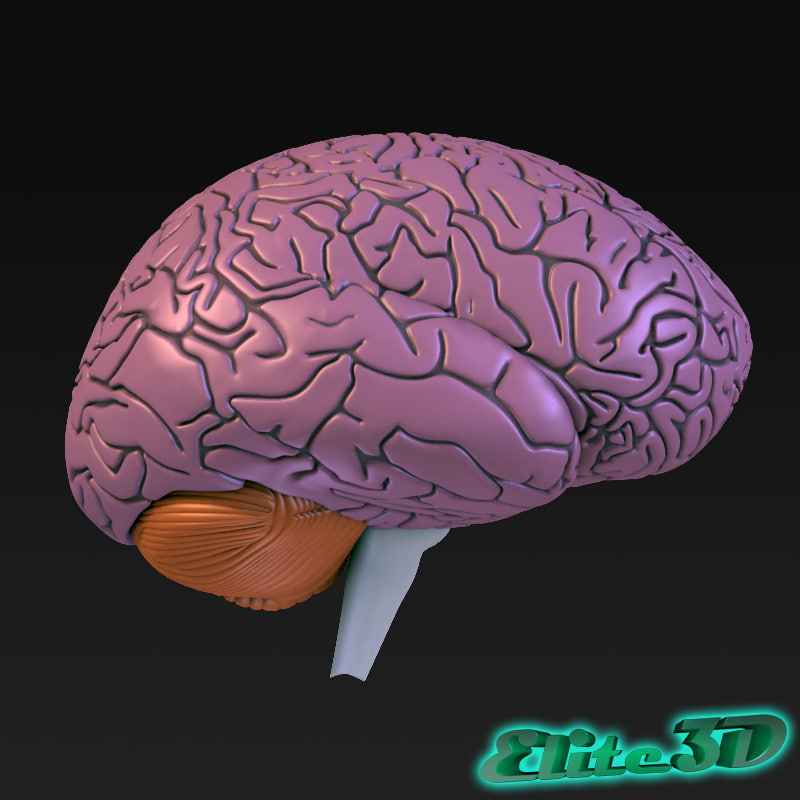 anatomically human brain 3d max