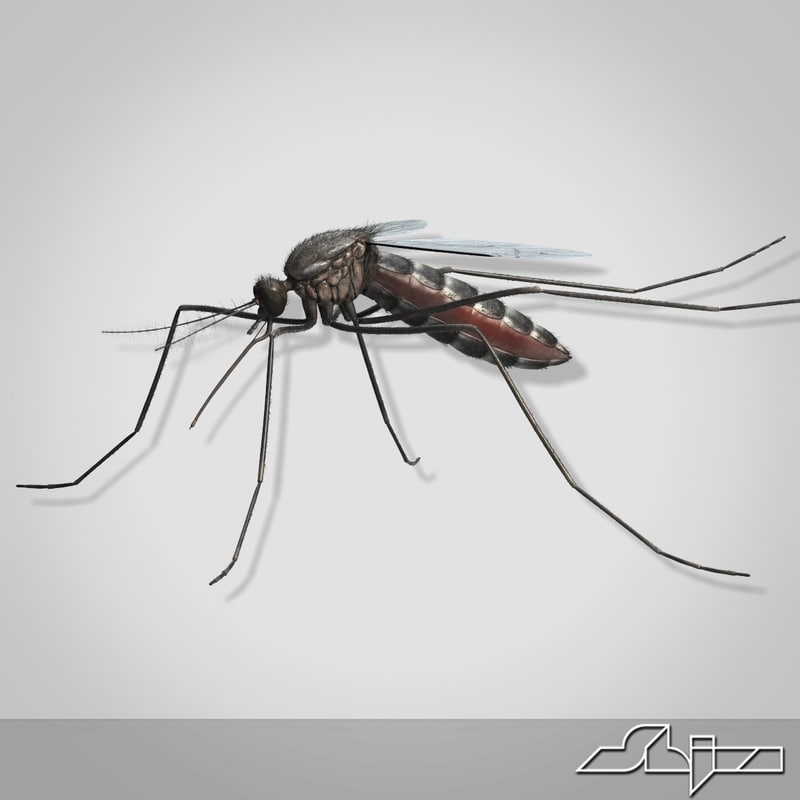 max mosquito