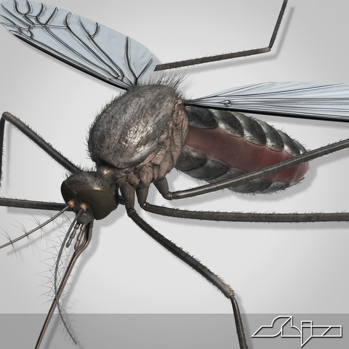 max mosquito